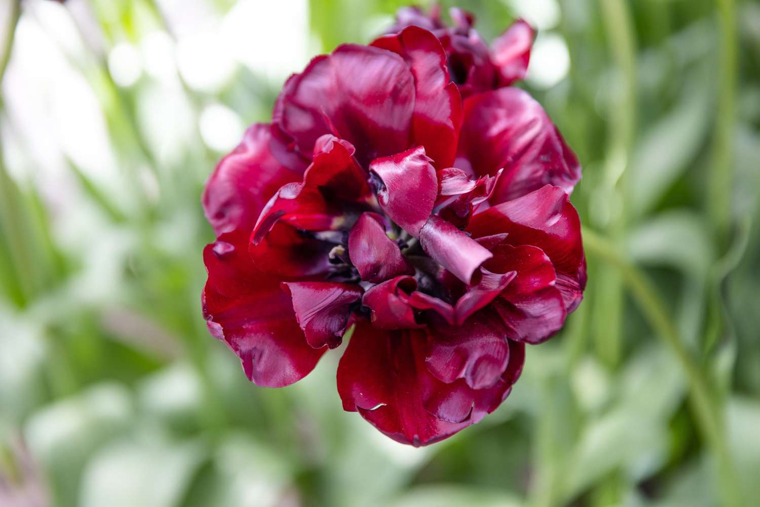Tulipe 'Palmyra'